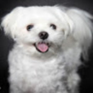 Meet your Posher, Florence